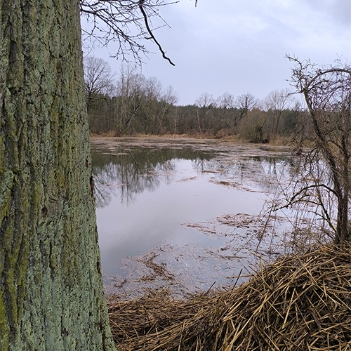 Peitzer Edelfisch Densowteich