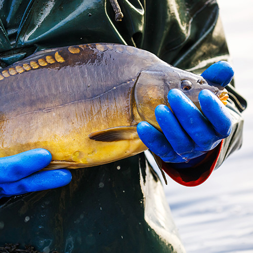 Peitzer Edelfisch Fischer (c) Andreas Franke