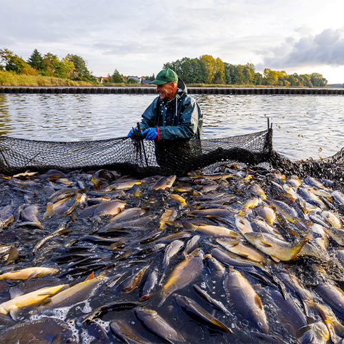 Peitzer Edelfisch Fischer (c) Andreas Franke